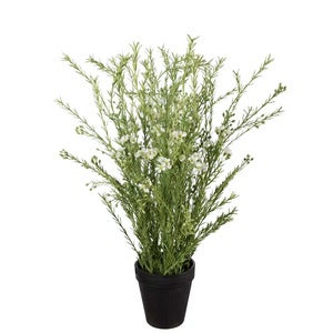 Voksblomst Potteplante 55 cm Hvit