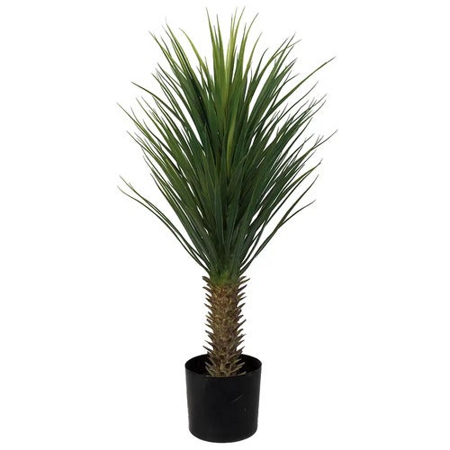 Yucca Rostrata Tre 100 cm