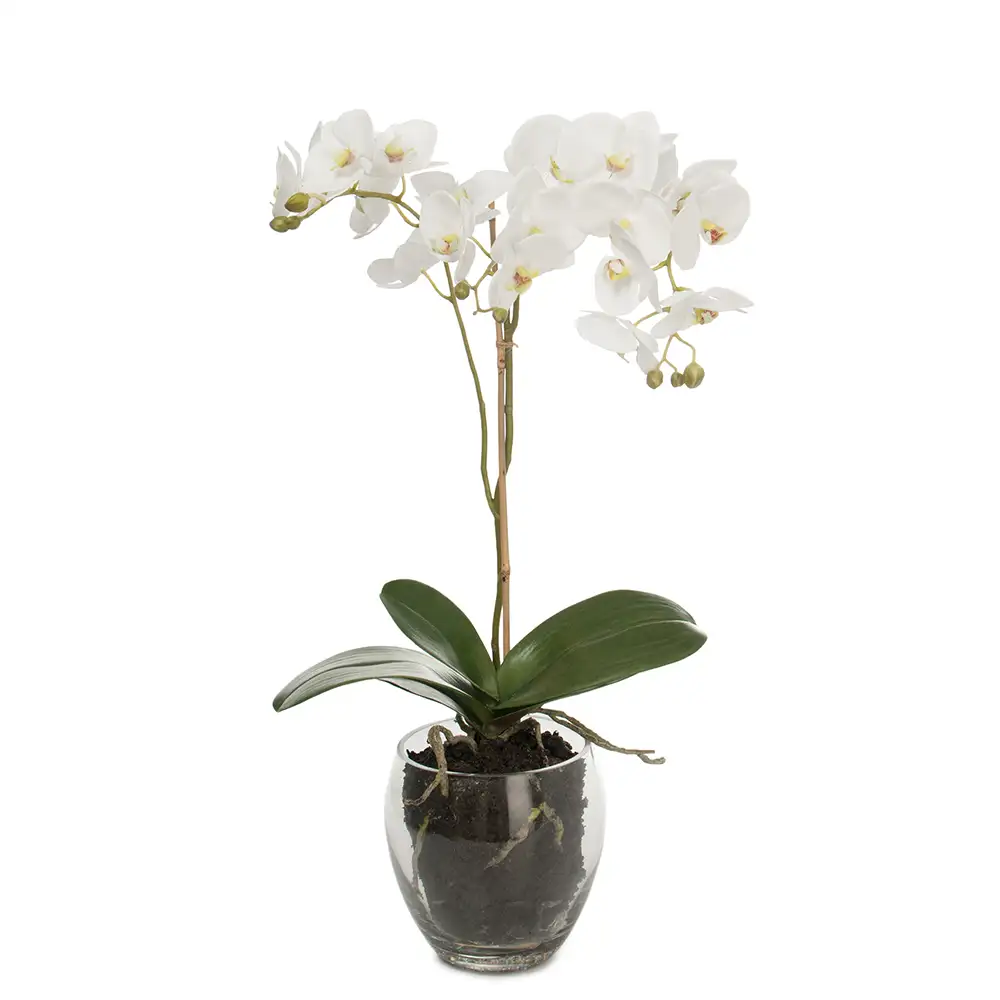 Phalaenopsis Orkide 65 cm Hvit